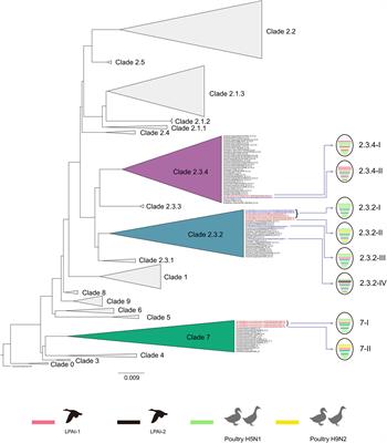 Evidence for Water-Borne Transmission of Highly Pathogenic Avian Influenza H5N1 Viruses